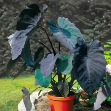 Colocasia Esculenta Black Magic 1ft LIVE plant Elephant Ear / Jet Black Wonder