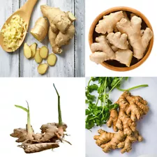 50+ Fresh Ginger Live Roots None GMO Sprouted rhizomes 50 Roots Ready To Plant