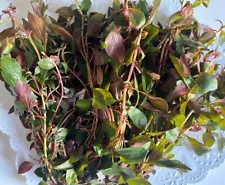 12 Dark Red Ludwgia Bunched Stem Plants- Pop of color for freshwater aquascape!