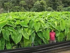 Colocasia Esculenta / Giant Taro / Elephant Ear / Imo / Keladi 1ft LIVE plant