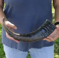 17 inch Semi-Polished Buffalo horn for sale, from India, taxidermy # 47325