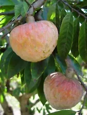 custard apple plant for sale