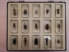 100% Full Set 15 items in box original exotic beetles real insects in resin