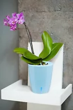 blue orchids plants for sale