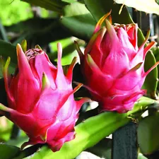 Dragon Fruit–Pitaya - Edible- Easy Growing Planting Cacti/succulent Indoor