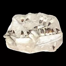 Mosasaur Jaw Specimen 18 Teeth Morocco