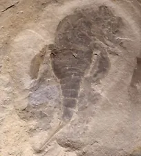 eurypterid fossil for sale