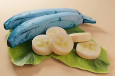 Blue Javanese Banana 20+ Seeds Musa acuminata balbisiana