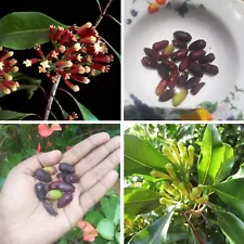 20 Ceylon Cloves Seeds Dry Rare For Plant Syzygium Tropical Ceylon Ancient Spice