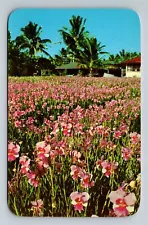 Hawaii Vanda Orchids Flowers HI Vintage Postcard