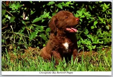 Chesapeake Bay Retriever Puppy - Postcard