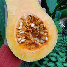 25 seed BATANA PUMPKIN BUTTERNUT Seeds Vegetable Garden Squash Cucurbita moschat