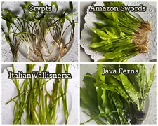 10 GALLON AQUARIUM EASY STARTER PACK - SWORD, JAVA FERN, VAL, CRYPT, STEM PLANTS