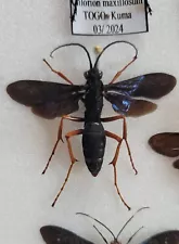 Giant African Pompilidae- Pepsis, Hemipepsis,Tarantula Hawk , TOGO