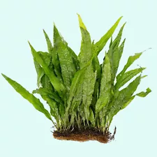 java fern for sale