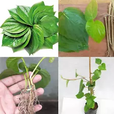 Betel Leaf Plant Rooted Potted Betel Vine Cuttings Organic & Ready to Grow