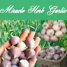 25 Bulbs ingle Clove Garlic Herbs Solo, Heirloom Benefit OrganicThailand