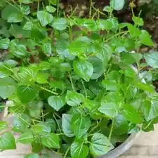 peperomia pellucida seeds for sale