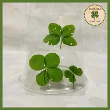 ðReal Laminated Four Leaf Clovers