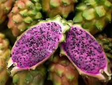 Rare Desert King Dragon fruit cutting (8''), drought tolerant, pinkish flesh