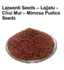 Lajwanti Seeds – Lajjalu - Chui Mui – Mimosa Pudica Seeds , 100% Herbal & Pure