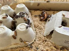 Darkling Beetles Newly Hatched 200+ Free Fast Shipping