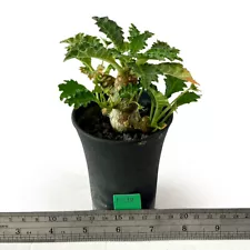 Dorstenia horwoodii for sale by Little One Plant Nursery