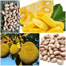 20 Fresh Jackfruit Seeds, World Largest Tropical Fruit Seeds, Jack Fruit Tree