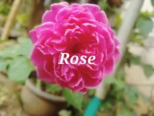 Digital Rose Photography Picture for Sale