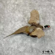 #29414 N | Ringneck Pheasant Taxidermy Bird Mount For Sale