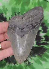 Megalodon Sharks Tooth 4 1/2" inch NO RESTORATIONS fossil sharks teeth tooth