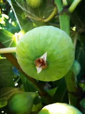 6 CUTTINGS "khodari" Fig Tree ,Must Have, Extra Cuttings Gift from my local Farm