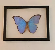 New ListingReal Framed Morpho Butterfly Iridescent Blue Morpho Peru, By David Bohlken