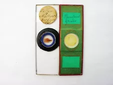 Pair Antique Microscope Slides. Pampas Grass, Pollen of Mallow.