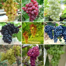 50pcs Grape Seeds Vitis Vinifera Delicious Fresh Fruit Organic Seeds Outdoor