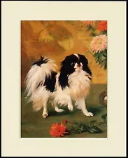 JAPANESE CHIN SPANIEL LOVELY LITTLE STANDING DOG PRINT MOUNTED READY TO FRAME