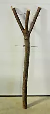 40" Black Cherry Wood Walking Stick Staff Carving Blank W Forked Crotch 1 5/8"D