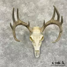 #29247 P | Whitetail Deer Skull European Taxidermy Mount For Sale