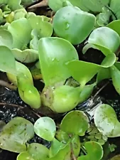 10 Water Hyacinth Plants for ponds