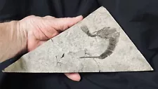 Entire Fossil Baby Eurypterid, Silurian Of New York, Over 420 MYO