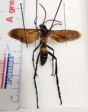 Hymenoptera Pepsis deaurata Peru #K23 Tarantula Hawk Wasp Insect Vespa Xylocopa