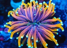 Cornbred's Dragon Soul Torch - WYSIWYG - Frag - LIVE CORAL