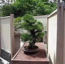 Pinus Thunbergii, Japanese Black Pine, Black Pine, Bonsai, 50 Fresh Seeds