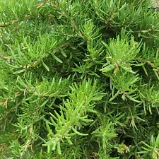 10 pcs Organic Rosemary Sprigs - Cut To Order