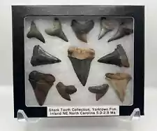 Shark Tooth Fossil Collection, 4 Species, Great White, Mako (Yorktown Frm.)