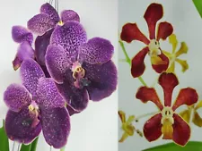 vanda orchids for sale ebay