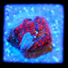 Corals of Eden WYSIWYG Raging Superman Disco Mushroom Coral LPS SPS Zoa