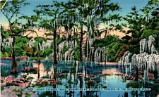 GIANT CYPRESS TREES, FLORIDA, HARTMAN LITHO SALES Postcard