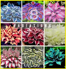 150Pcs Hosta Perennial Flower Seeds Home Garden Plants Multi Color Rainbow NEW