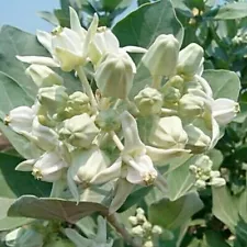 Calotropis gigantea white - Giant Milkweed, Crown Flower - 5 Seeds